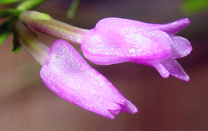 Isochilus lineares